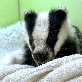 Harper Asprey Badger.jpg (20 KB)