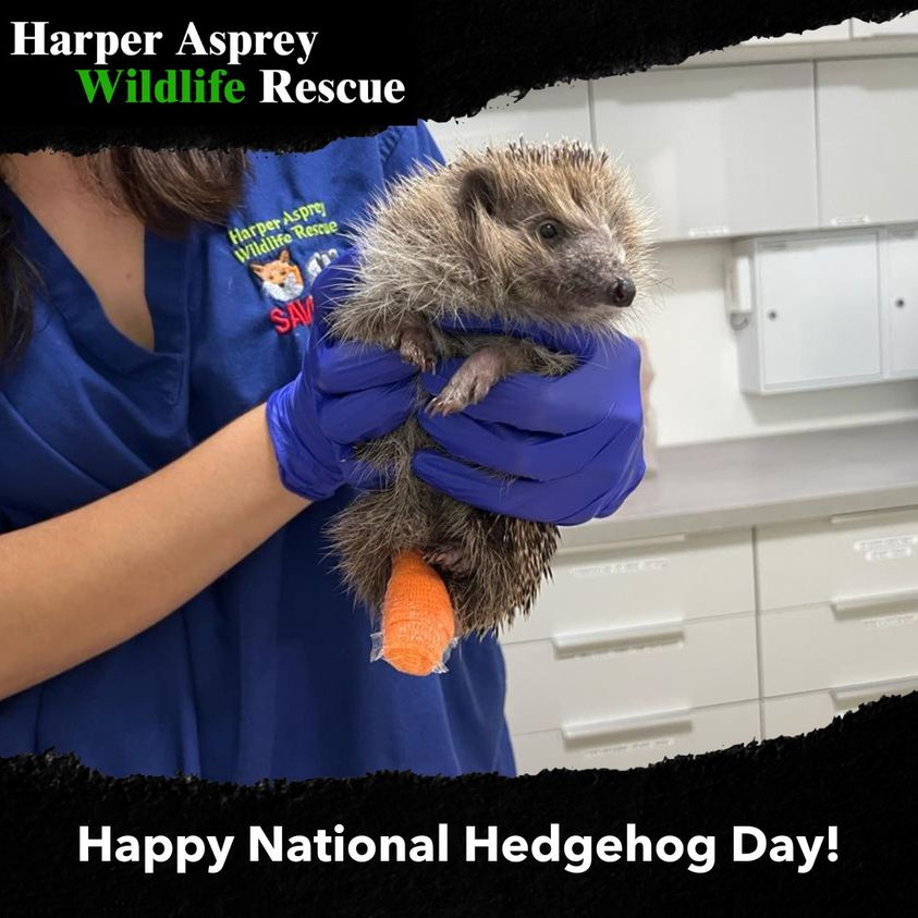 Harper Asprey Hedgehog.jpg (92 KB)