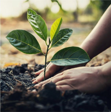 Plant a Sapling.png (319 KB)