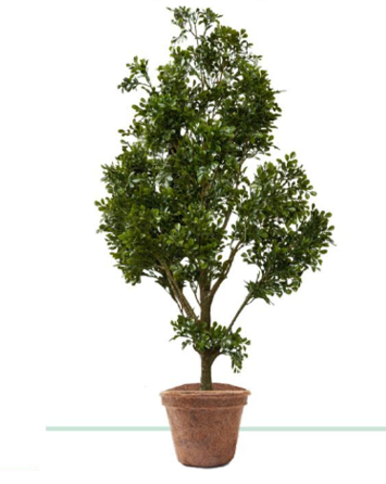 Silver Birch.png (170 KB)